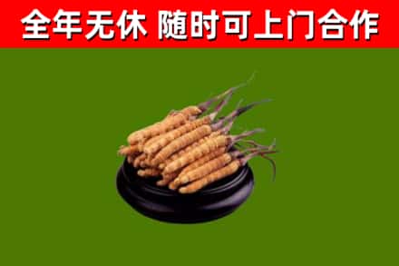 蓬溪回收冬虫夏草