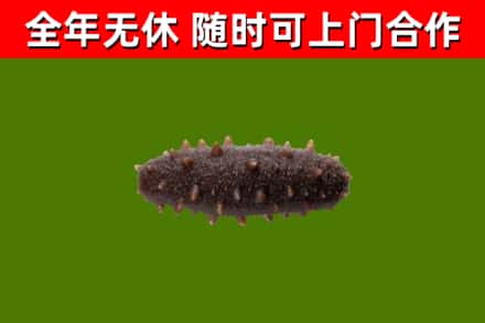 蓬溪回收海参干